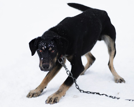 Aggressive Dog Training